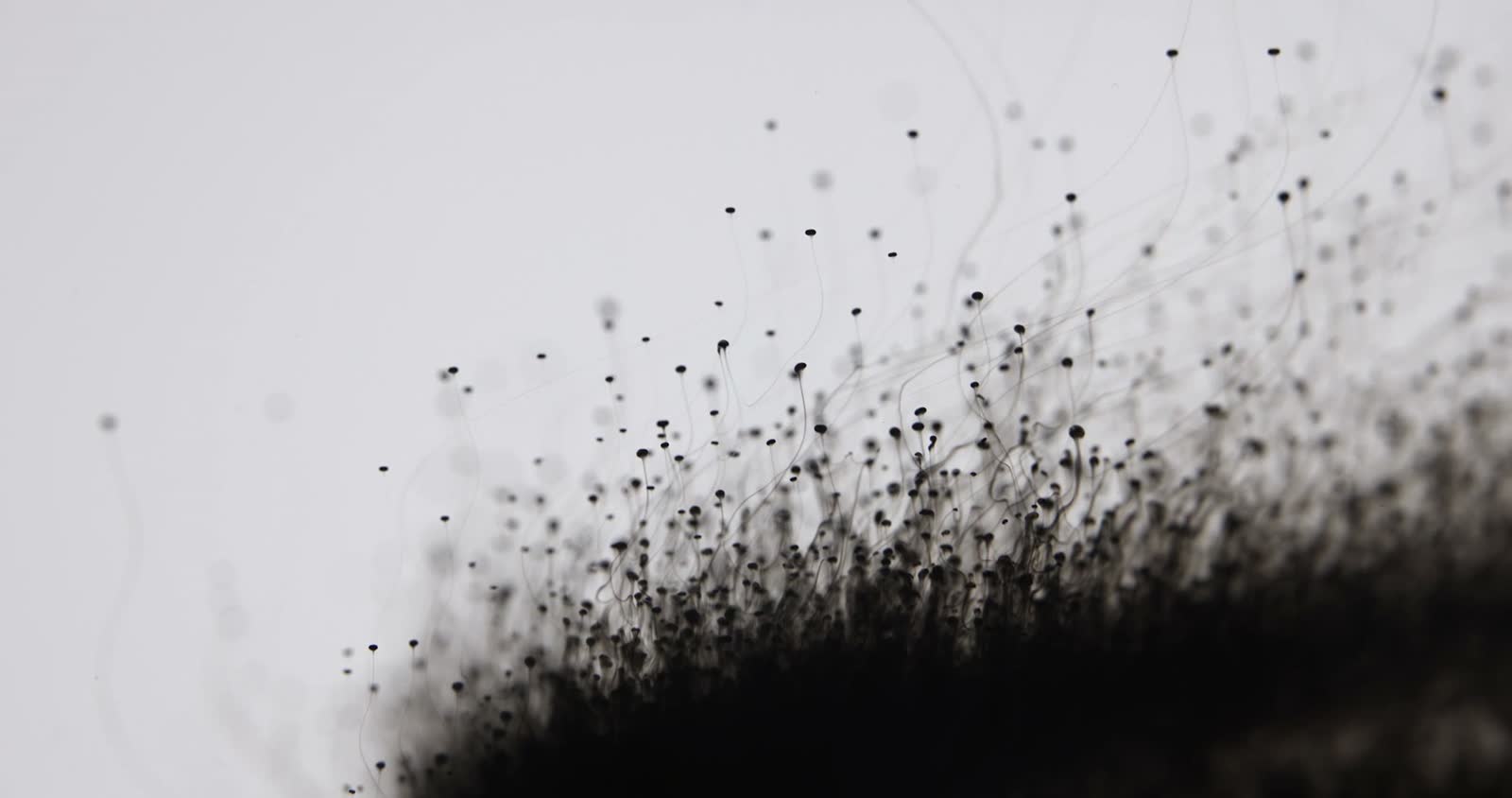 abstract-black-ink-rising-on-white-background.mp4