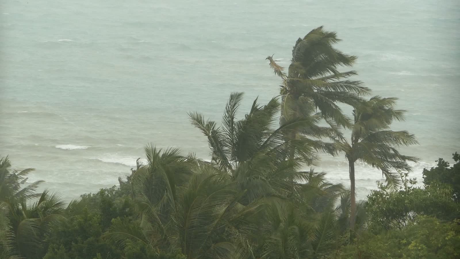 tropical-beach-palms-blowing-in-heavy-wind.mp4
