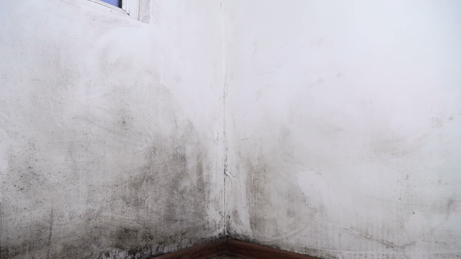 Mold and mildew spreading across an interior wall corner