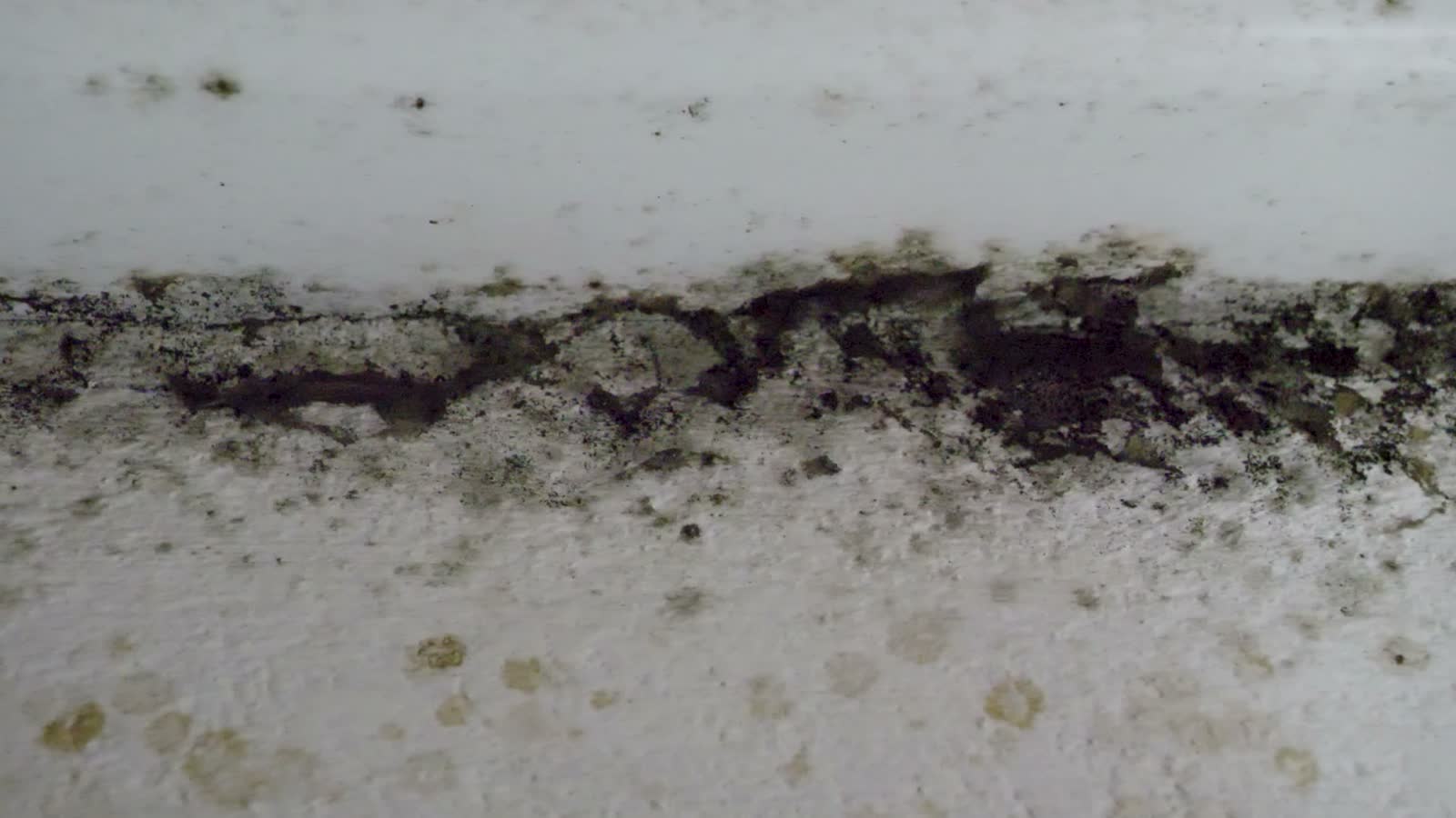 large-spots-of-mildew-in-house-mold-on-walls-and.mp4