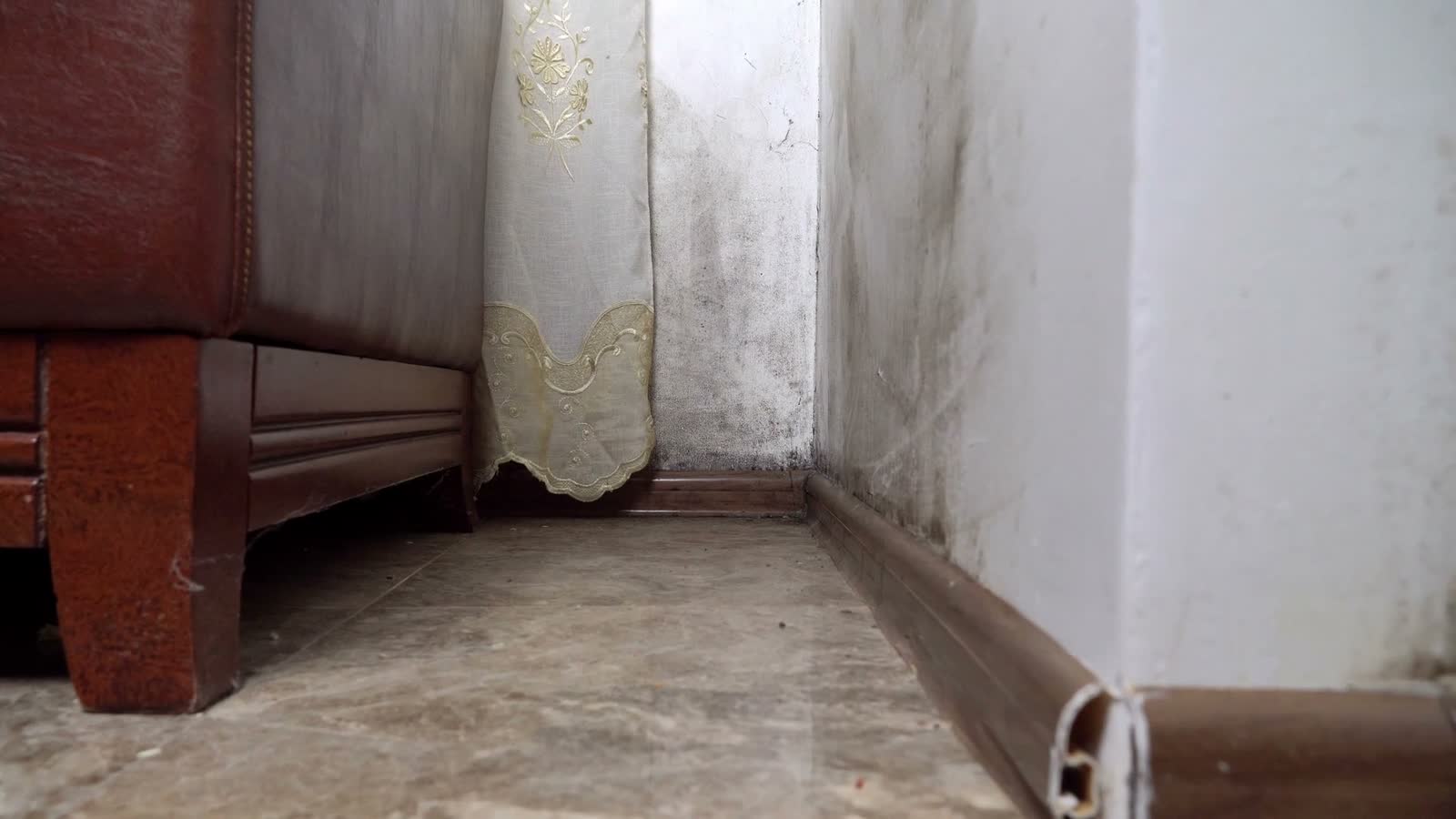 mold-closeup.mp4