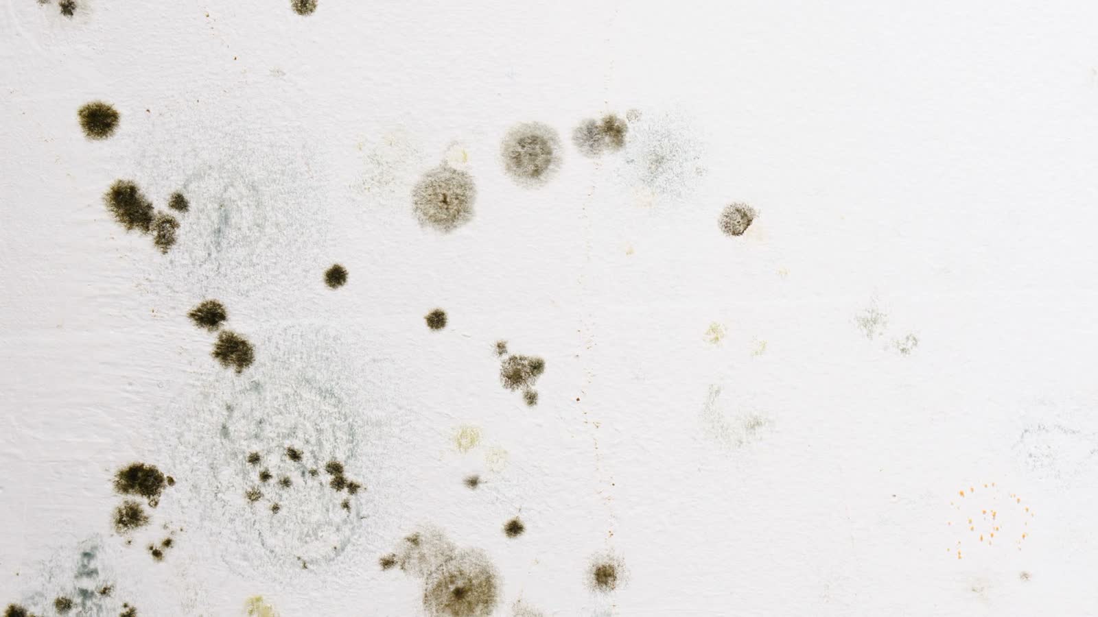 mold-growing-on-a-white-wall.mp4