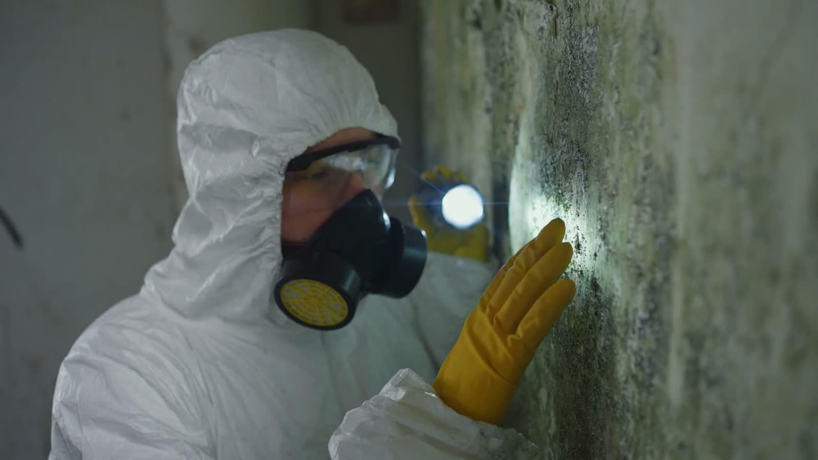 mold-inspect.mp4