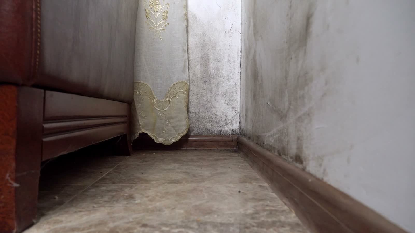mold-wall-house.mp4
