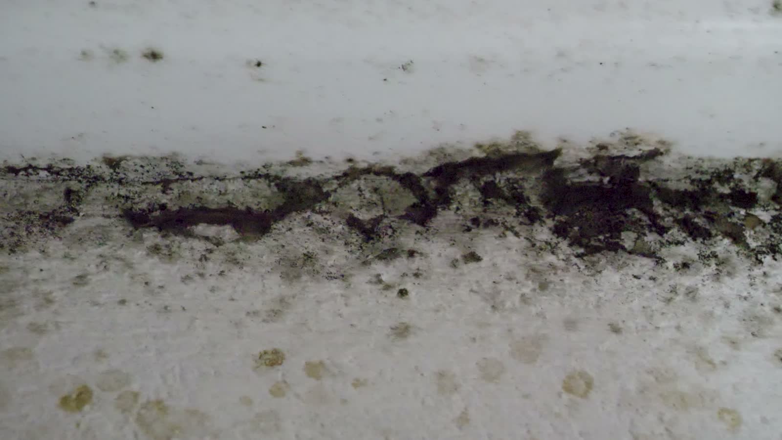 mold-walls.mp4