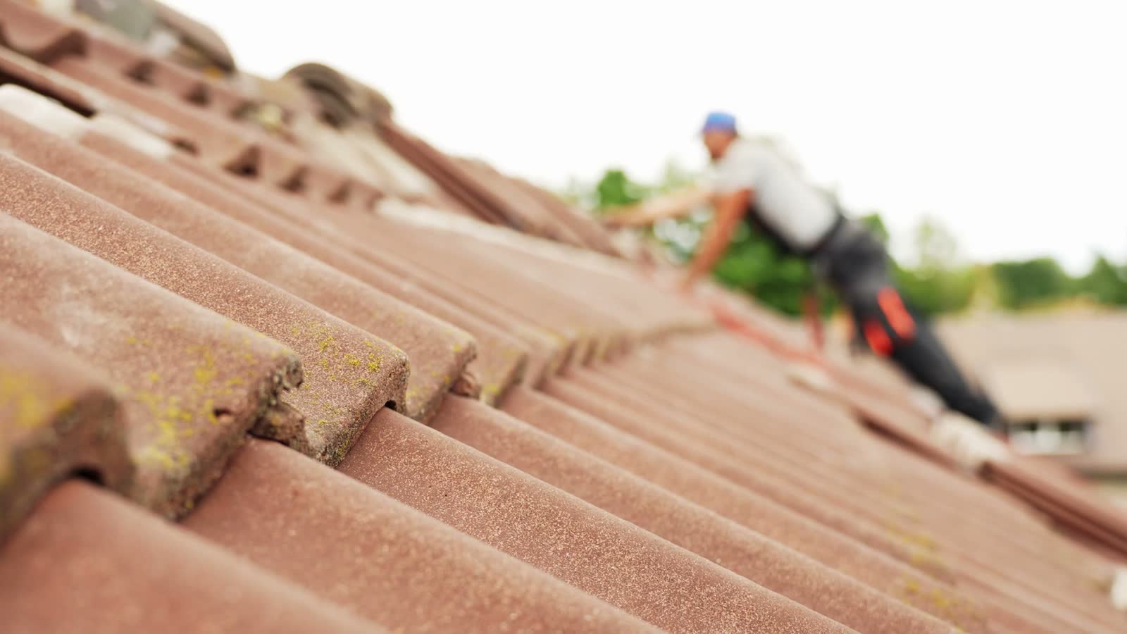 Uniform, undamaged tile roof field