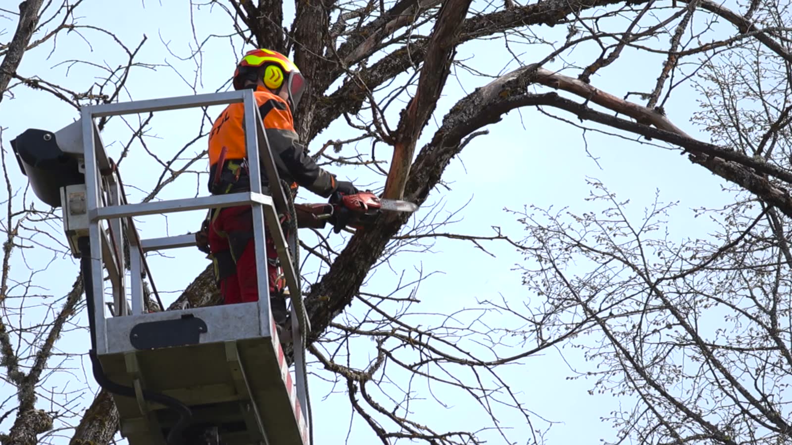 arborist-cutting-a-large-tree-branch-with-a-chains.mp4