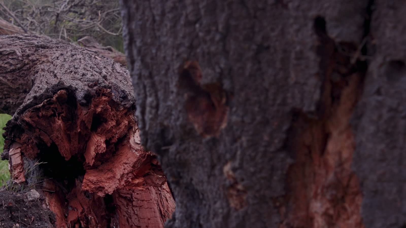 fallen-decayed-tree-trunk-with-red-interior.mp4