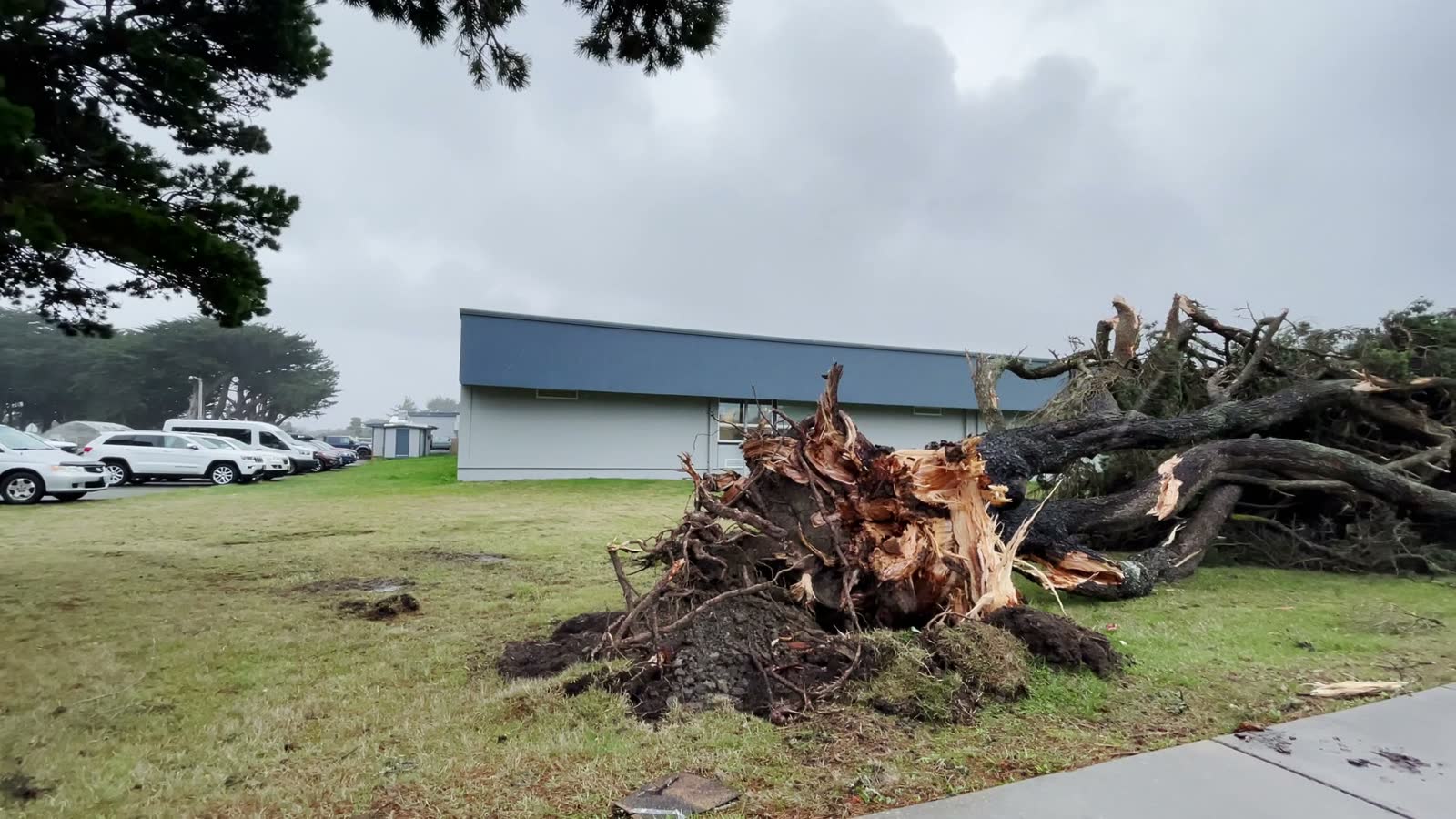 fallen-tree-in-bandon-oregon-after-a-strong-wind.mp4