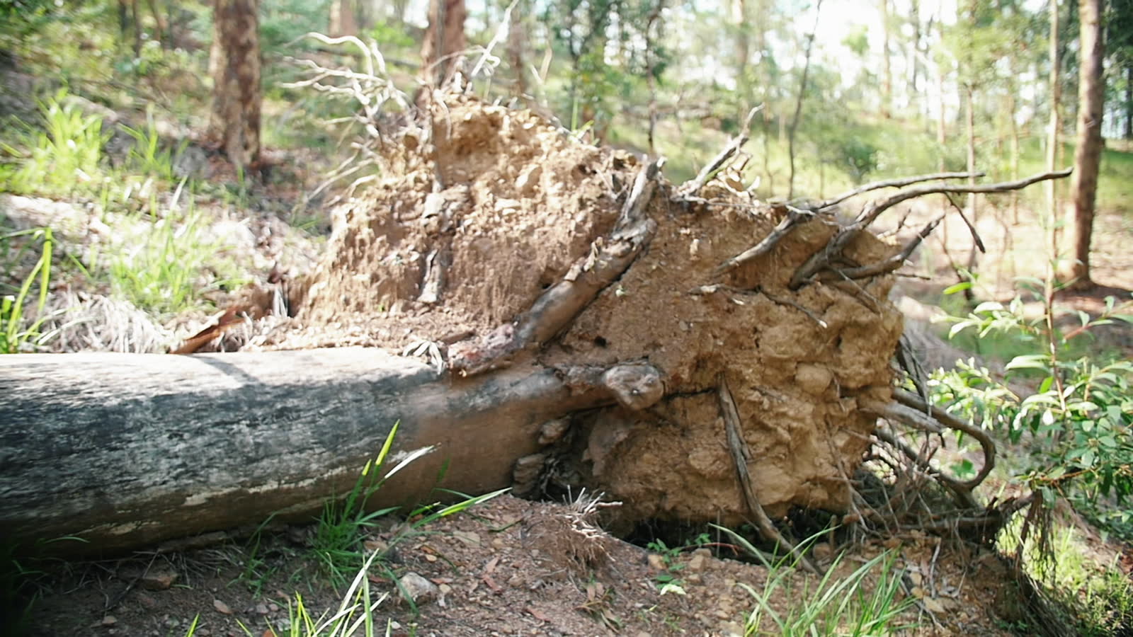 fallen-tree-in-the-woods-with-roots-ripped-out-of.mp4