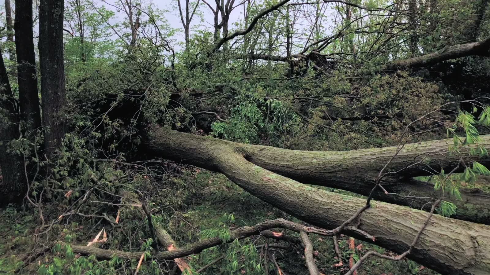 house-destroyed-by-fallen-trees-after-storm.mp4