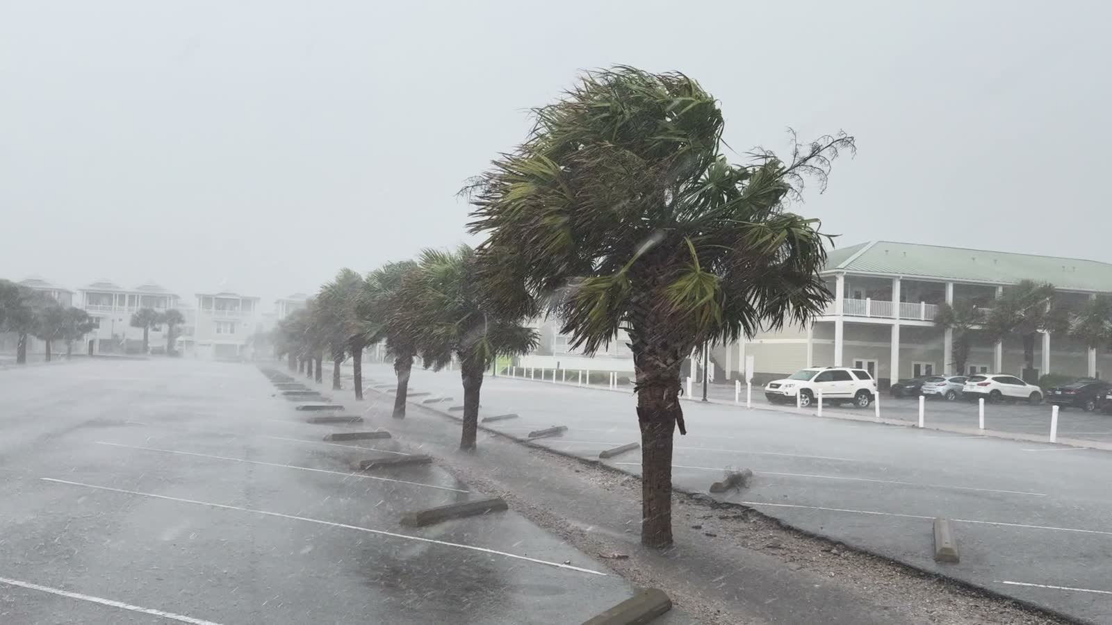 hurricane-winds-and-rain-blowing-palm-trees-in-an.mp4