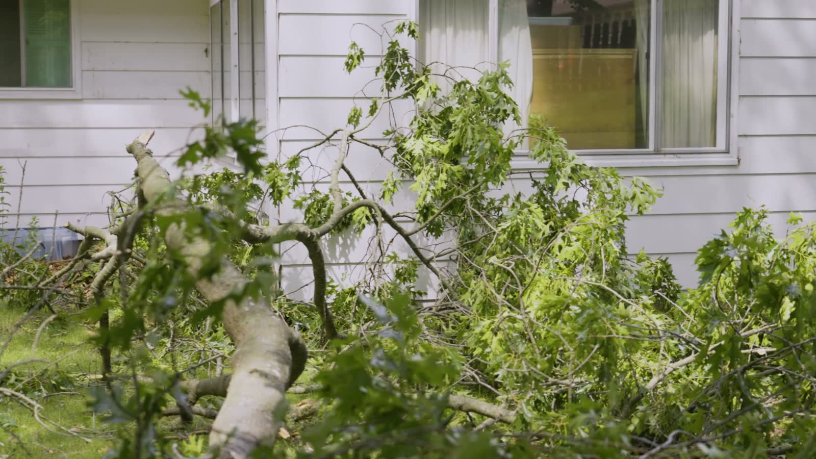 oak-leaves-on-a-fallen-limb-and-branch.mp4
