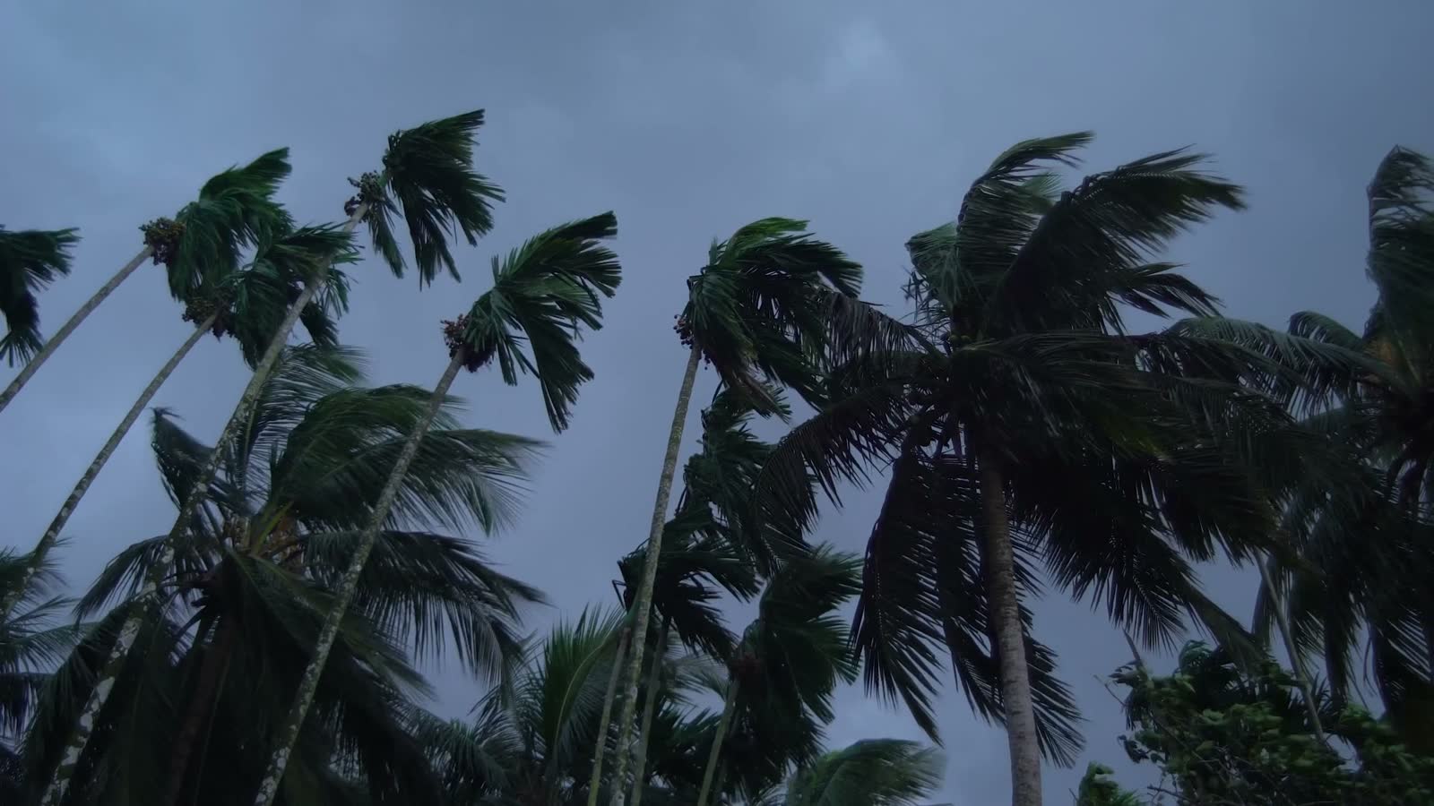 palm-trees-blowing-in-the-wind-in-tropics.mp4