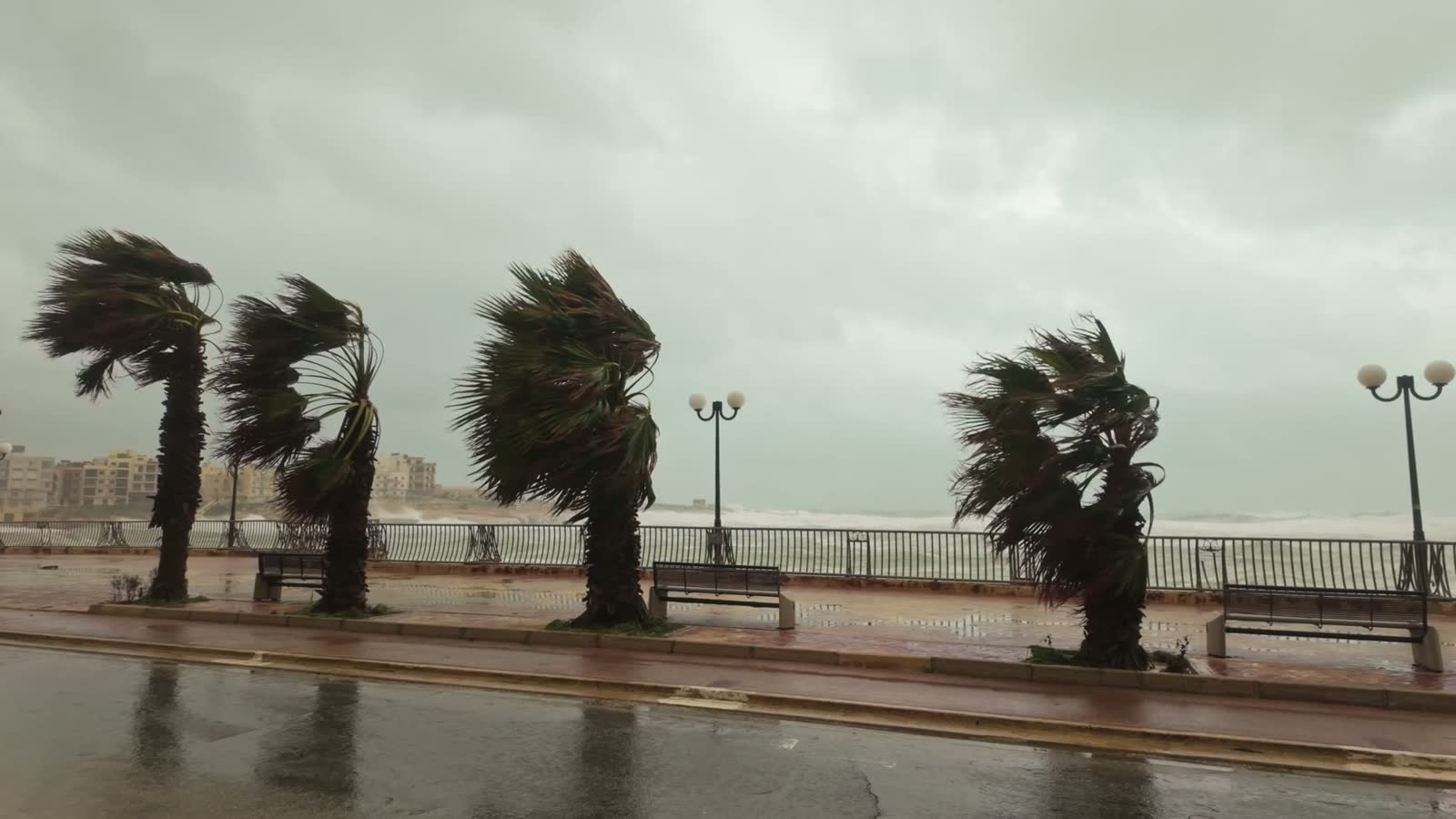 palm-trees-sway-in-strong-winds-during-storm-harry.mp4