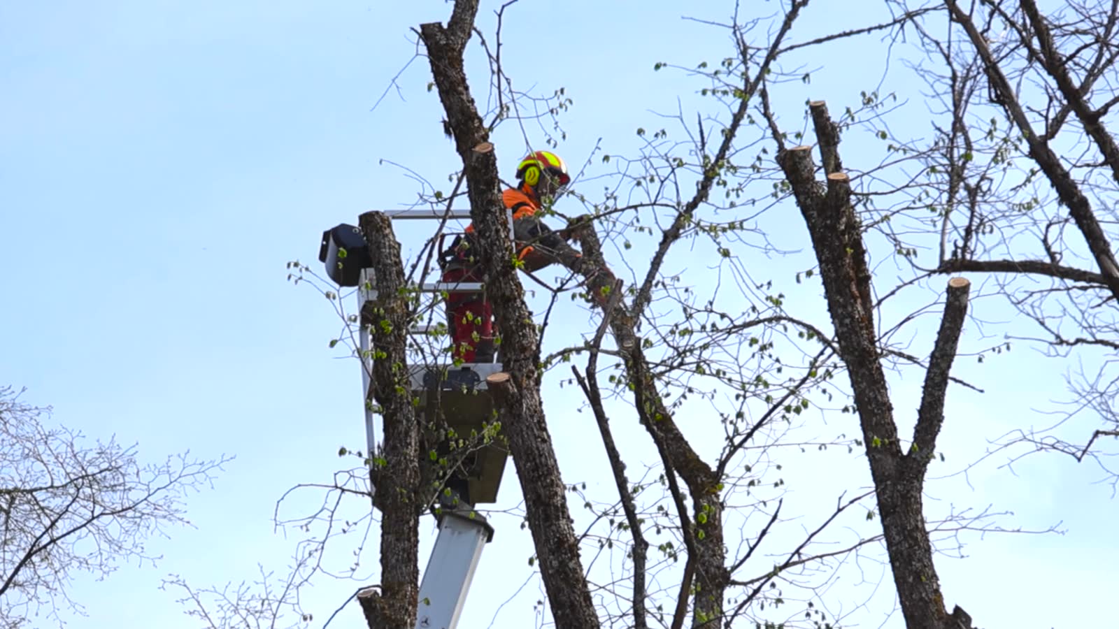 professional-arborist-pruning-high-tree-branches-f.mp4
