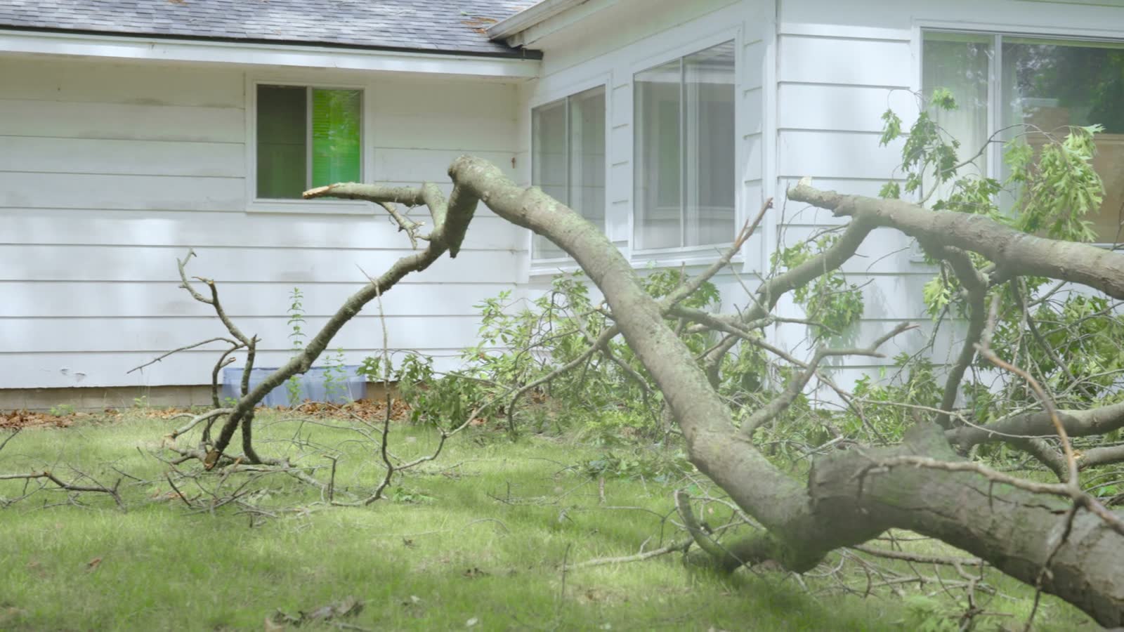 storm-damaged-tree-fallen-in-suburban-yard.mp4