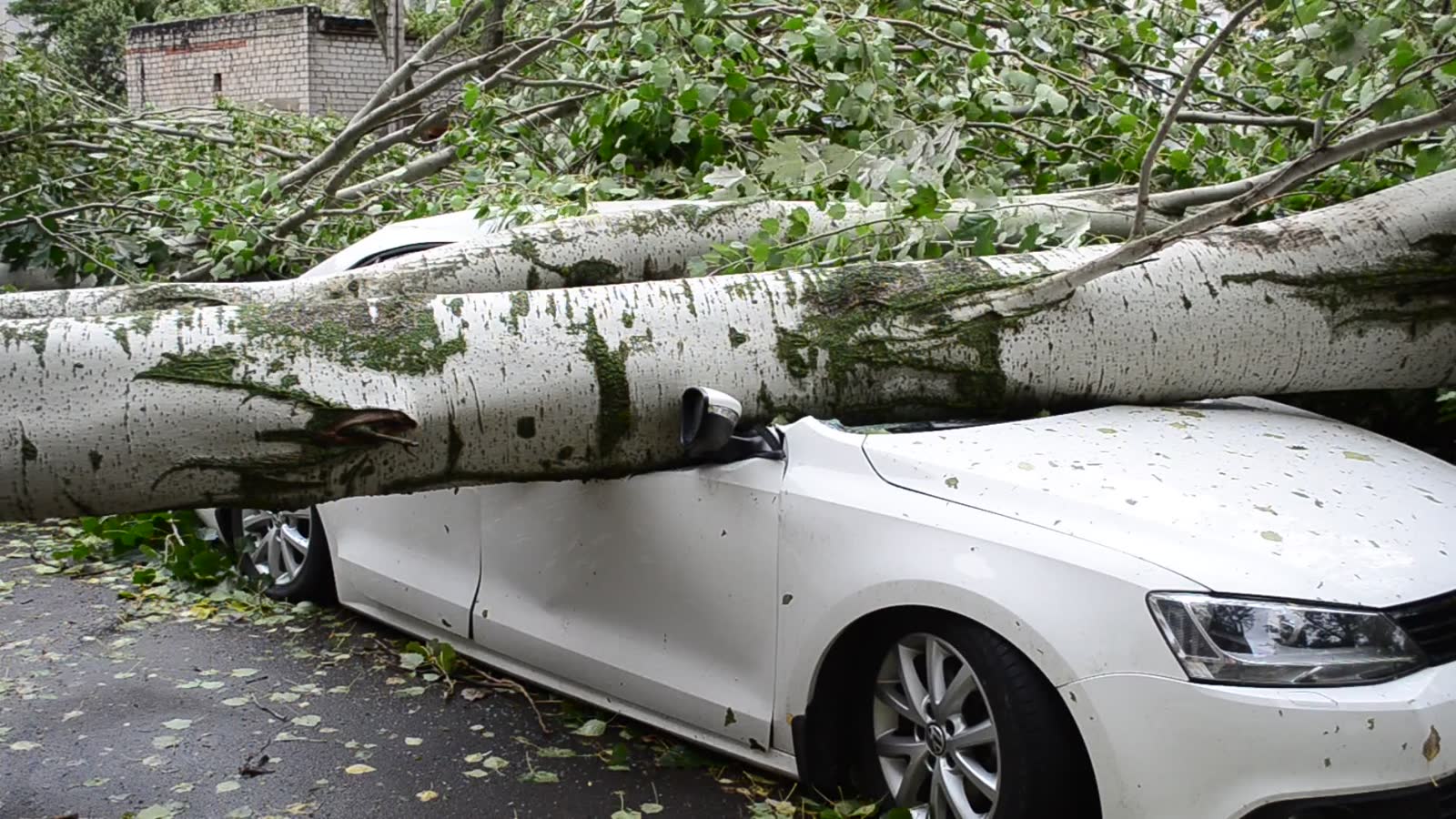 Tree through your Bradenton roof?