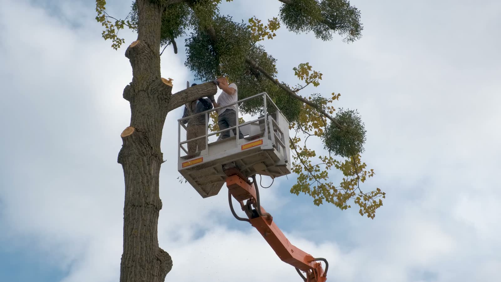 two-service-workers-cutting-down-big-tree-branches.mp4