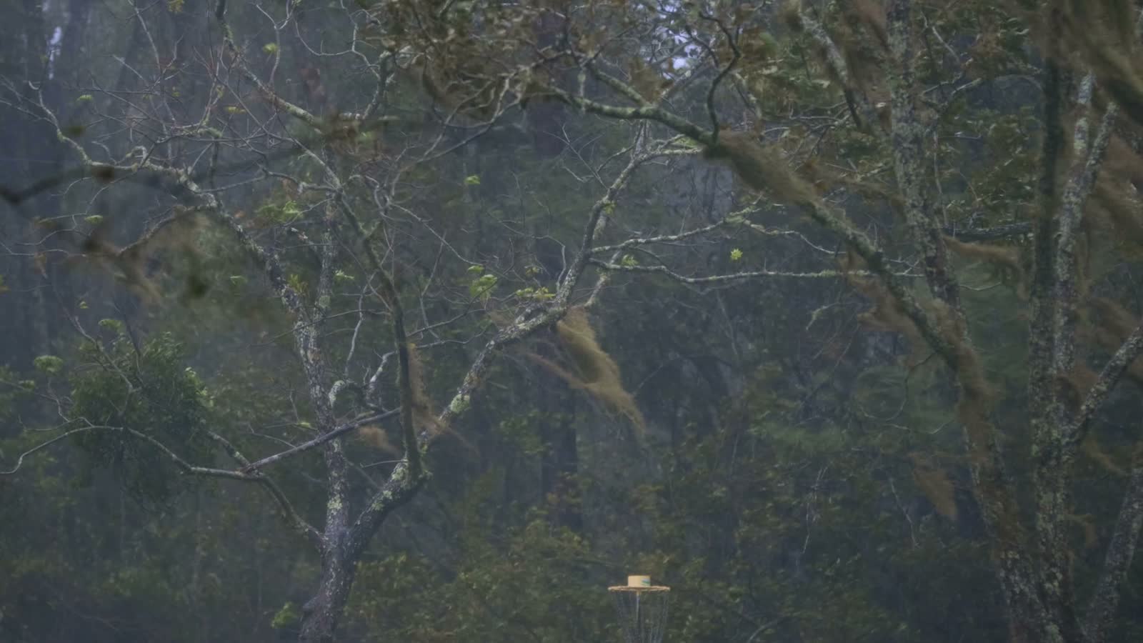 wind-and-rain-blowing-through-a-dense-forest.mp4