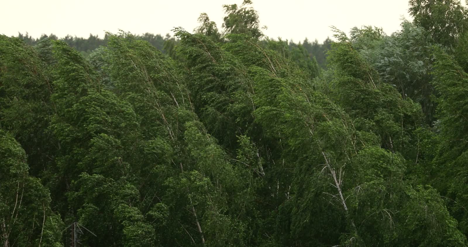 windy-day-trees-swaying-in-a-lush-forest.mp4